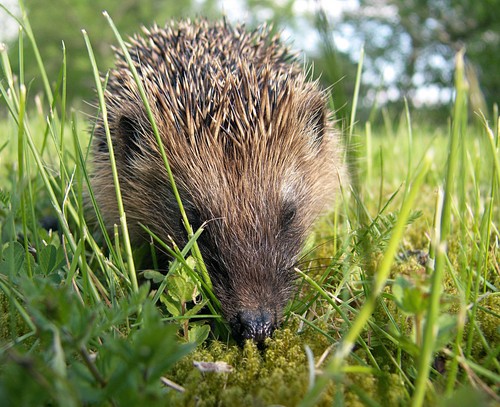 ein Igel auf einer Wiese, auf Nahrungssuche