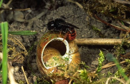 eine Wildbiene sitzt auf einem leeren Schneckenhaus