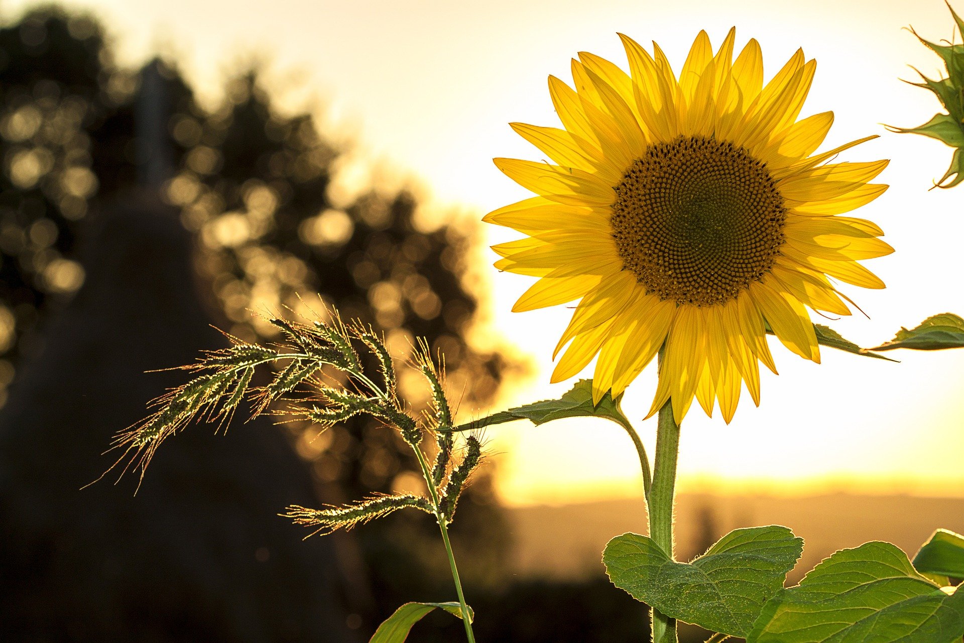 blühende Sonnenblume während einem Sonnenuntergang