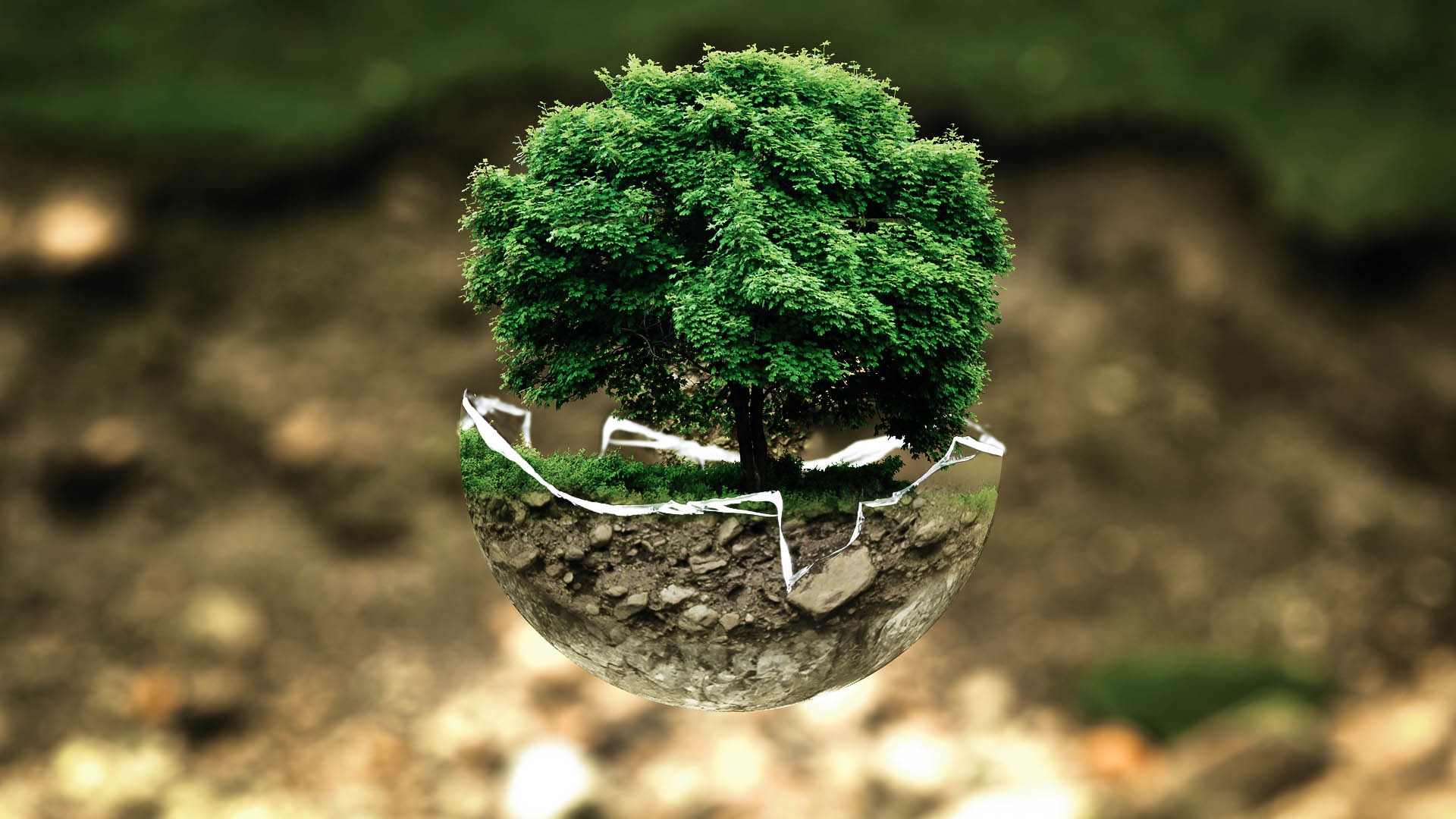 Umweltschutz.jpg Ein Baum wächst in einer kaputten Glashalbkugel
