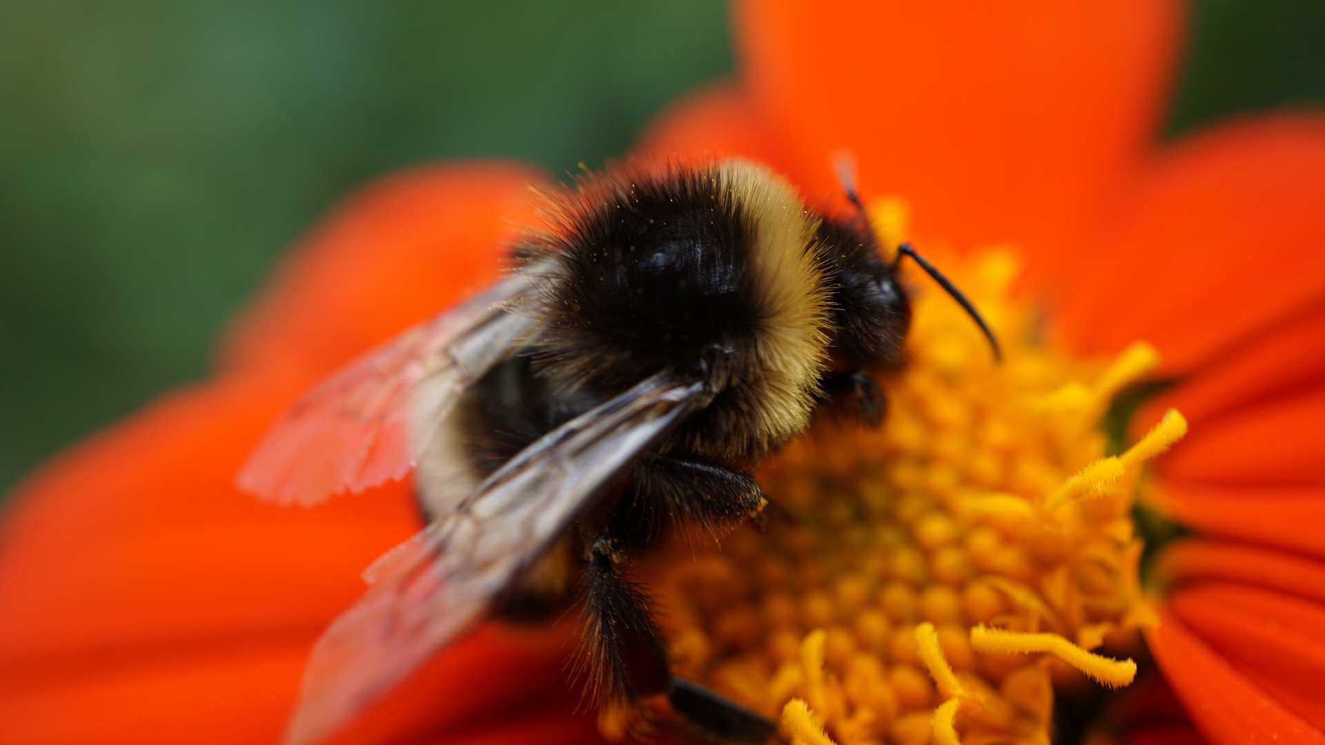 Hummel bestäubt eine rote Blüte