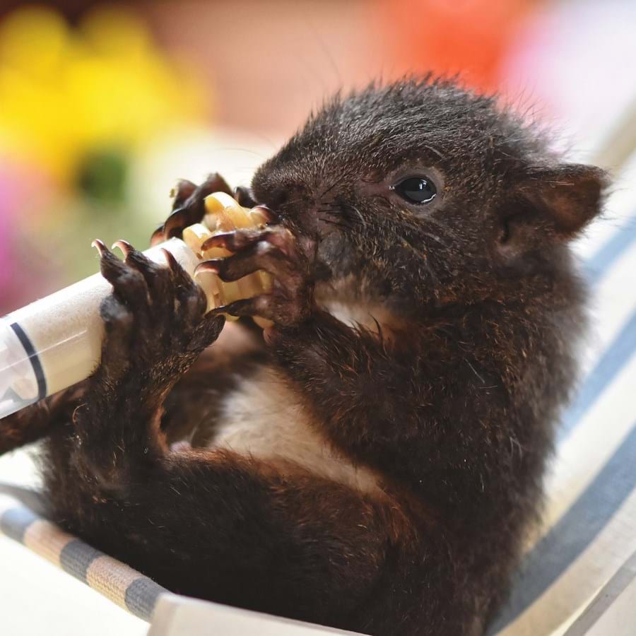 Babyeichhörnchen wird mit Hilfe einer Spritze gefüttert