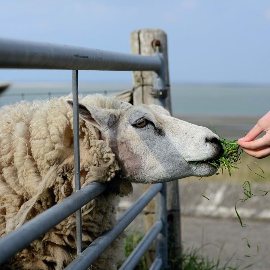 Schaf wird gefüttert