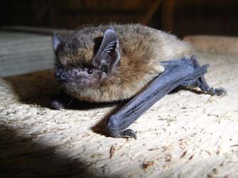 Das Bild zeigt eine ca. 7 g schwere Rauhautfledermaus (Pipistrellus nathusii), welche in Holzstapeln überwintert. (Foto: Dr. Andreas Zahn).